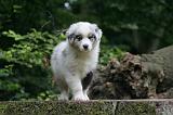 BERGER AUSTRALIEN PUPPIES 839